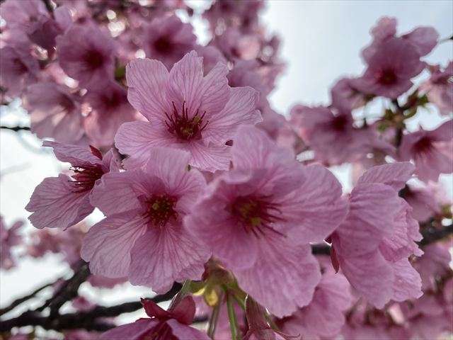 レインボー通り&多肥さくら通り 陽光桜満開🌸