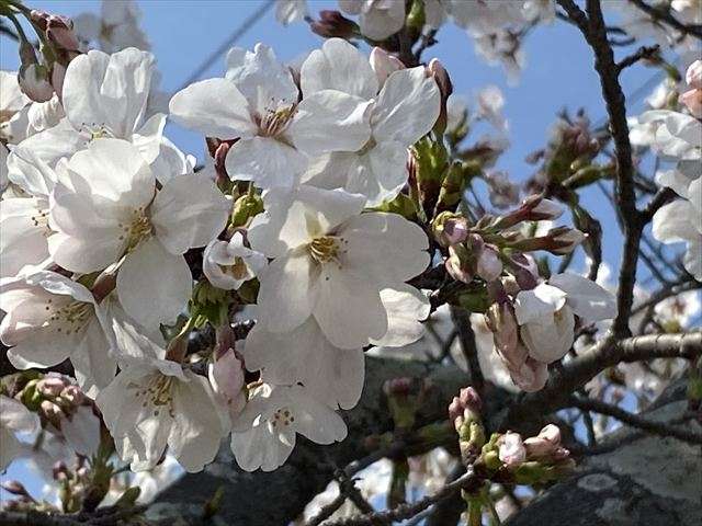 櫻木神社・池のほとりでお花見